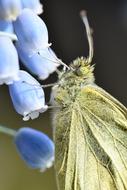 green Butterfly Gonepteryx