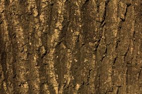 Texture Tree Bark brown