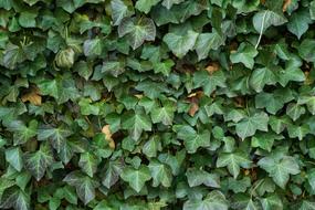 Texture Ivy Leaves green