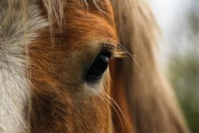 Horse Eye Close Up photo