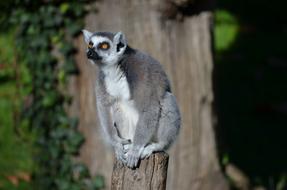 goodly Ring Tailed Lemur