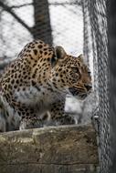 amazingly beautiful Leopard Persian