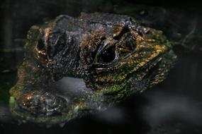 Crocodile head in dark water
