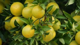 yellow lemons in trees landscape