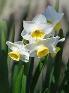 Daffodils Flowers Spring
