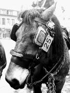 monochrome portrait of Horse Farm Brabander