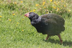 black takahe walks on a green lawn in New Zealand