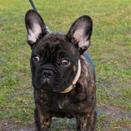Dog French Bulldog black