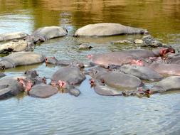 many hippos in the water in kenya nature