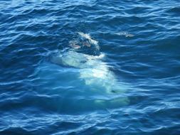 Whale Gulf