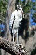 Wood Stork, Wildlife