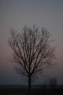 lonely tree without leaves