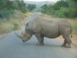 Rhino Africa South