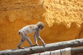 little monkey on a branch in a zoo