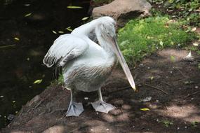 Zoo Irina pelican