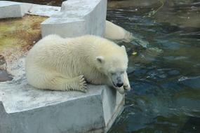 White Bear Zoo Summer