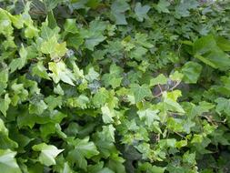 Green Vine