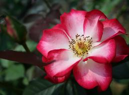 open bud with red petals