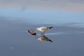 Beautiful and colorful seagull bird on the ice in winter