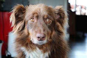 amazingly beautiful Dog Australian Shepherd