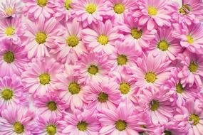 nice Pink Daisies Flowers