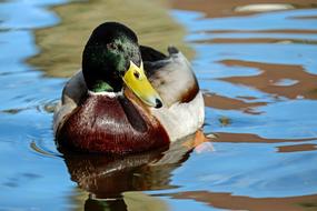 beautiful mallard swims in a transparent pond