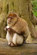 monkey with an apple sitting near a tree