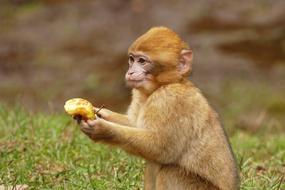 Cute, colorful and beautiful barbarian ape on the grass with food in its paws in Morocco