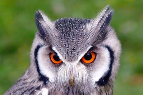 White Faced Owl Birds close-up