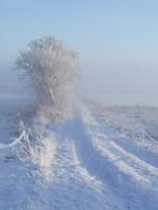 Winter White Snow
