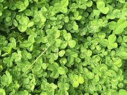 Clover Green