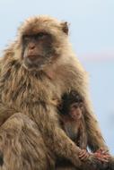 Barbary Ape Gibraltar