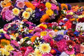 Autumn Flowers Asters Straw
