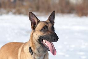 Animal Dog Portrait