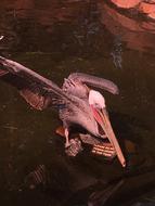 fabulous Pelican Bird