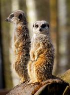 Meerkat Wild Zoo