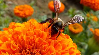 Insect Butterfly Black and orange flowers