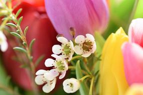 Tulips Strauss Flowers