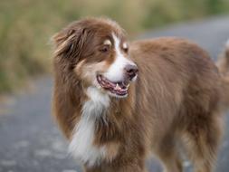 portrait of brown Herding Dog outdoor