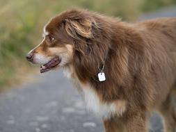 goodly Dog Herding