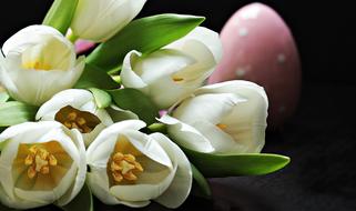 Tulips and Easter Egg Pink