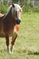 Horse Kaltblut Mare