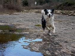 goodly Border Collie Dog
