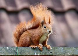 ravishing Squirrel Nager