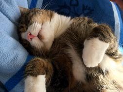 goodly Cat Sleep Young