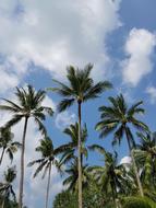 Palm Tree Sky