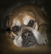 goodly Bullmastiff Animals