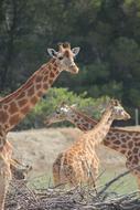 Giraffes Reserve