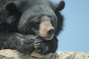 Bear Quiet