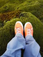 Lava Field Moss Iceland